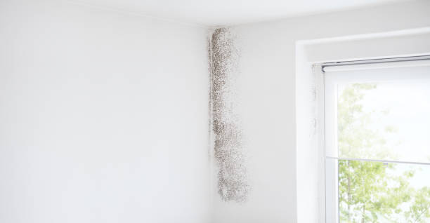 Best Post-Construction Mold Inspection  in Twin Lake, MI