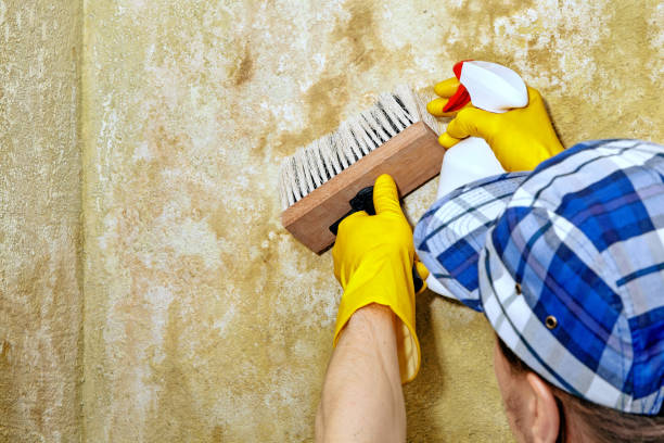 Trusted Twin Lake, MI Mold Removal Experts