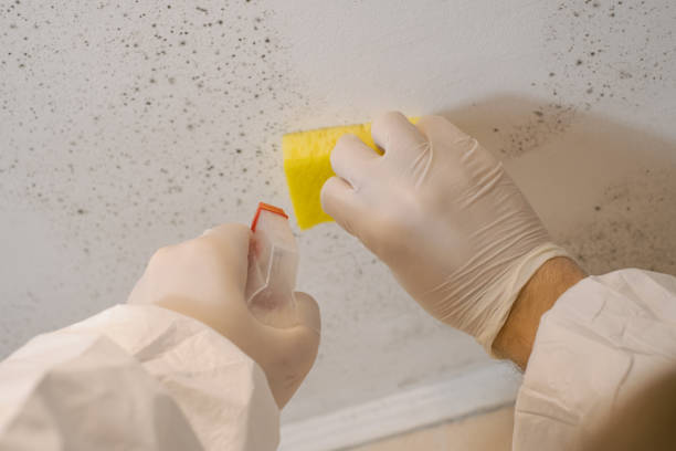 Best Real Estate Mold Inspection  in Twin Lake, MI