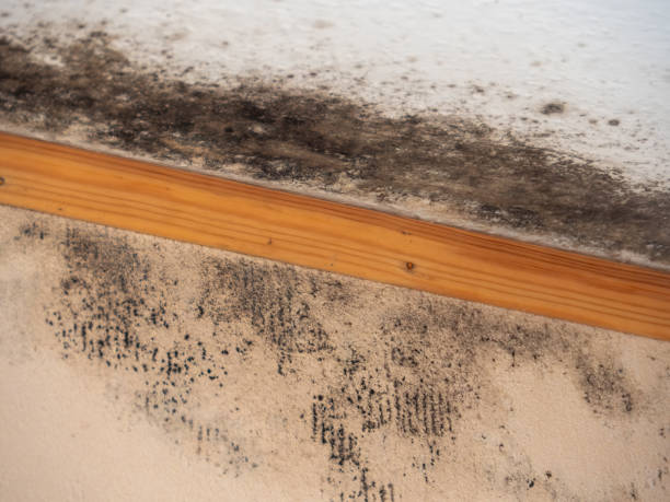 Best HVAC Mold Inspection and Cleaning  in Twin Lake, MI