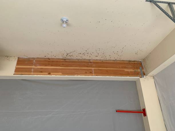 Best Water Damage & Mold Remediation  in Twin Lake, MI