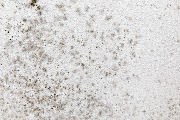 Best Biohazard Mold Removal  in Twin Lake, MI