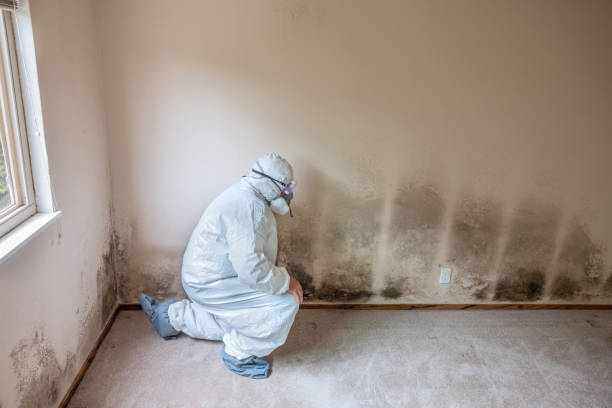 Best Mold Documentation for Insurance Claims  in Twin Lake, MI