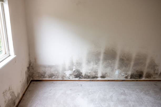 Best Mold Remediation for Vacation Homes  in Twin Lake, MI