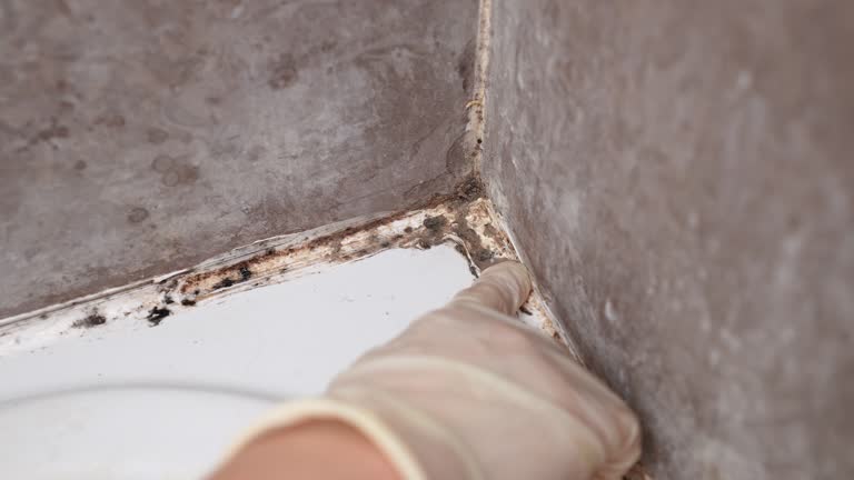Mold Remediation for Vacation Homes in Twin Lake, MI